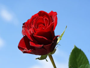 İslam ülkesindeki gayr-i müslimlere zulmedildiğinde...