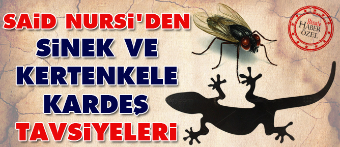 Said Nursi'den sinek ve kertenkele kardeş tavsiyeleri