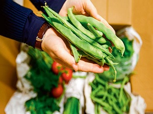 Nevşehir'de fasulye üreticilerinin fiyat beklentisi