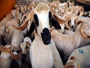 Kontolsüz kurbanlıklardan hastalık bulaşabilir