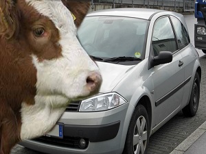 Bartın'da İkinci El Otomobil Fiyatına Kurbanlık