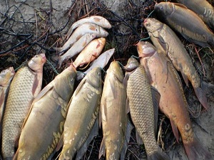 Irak'a sazan ihracatı yeniden başladı