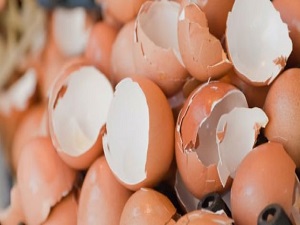 Yumurtayı kırıp kabuğunu çöpe atıyorsunuz ama...