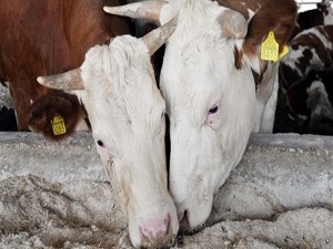 Gazze'de kurbanlıklar alıcı bulamıyor