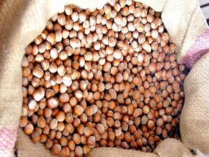 'Fındığı kurutmadan pazara indirmeyin'