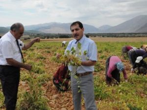 Tunceli'de organik fasulye hasadı