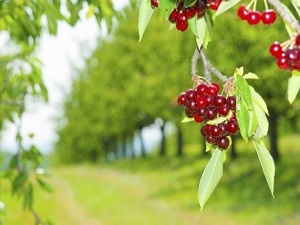 Vücut direncini artıran mucizevi meyve