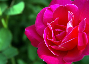 Kul, öfkeden daha faziletli bir şey yutmamıştır