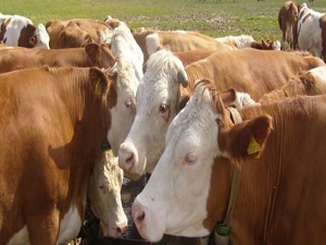 Fiyatı 13 bin TL'ye kadar çıkıyor