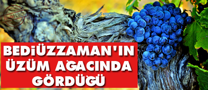 Bediüzzaman'ın üzüm ağacında gördüğü