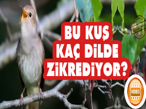 Bu kuş kaç dilde zikrediyor?