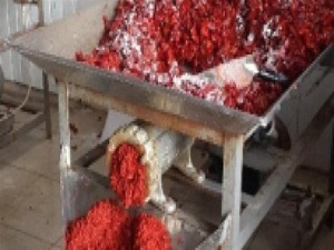 Ev salçalarında büyük tehlike