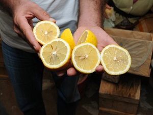 Zam şampiyonundan ekonomiye 115 milyon dolar