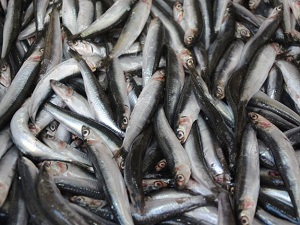 Hamsinin azalması balık fiyatlarını arttırdı