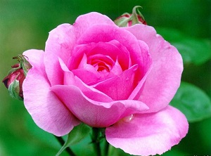 Ne temenni ettiğinize iyi bakın