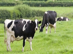 İşte Türkiye'deki hayvan sayısı