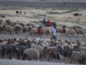 Sığınmacıların hayvanları için alan oluşturacak