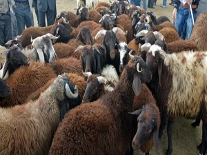 Bakanlık, denetimi elden bırakmayacak