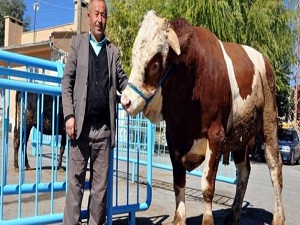 Otomobil fiyatına kurbanlık satışa çıktı