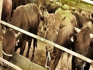 Kurbanlıklar 9 Eylül'de İstanbul'a geliyor