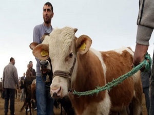 Bir kurbana kaç kişi ortak olur?