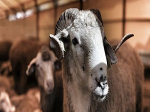 Kurbanlık alırken gözüne bakın