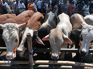 Kurban seçerken bunlara dikkat