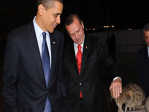 CIA, Ayasofya'nın kedilerini bile soruşturmuş