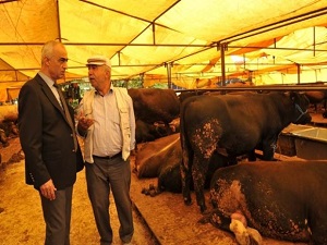 Köprü yasağı kurbanlık fiyatlarını uçurdu