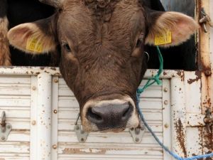 1 Tonluk Boğa, Kurban Pazarının Gözdesi