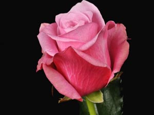 Din kolaylıktır, orta yolu tutun