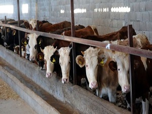 Kurban Bayramı deri sektörüne nefes aldıracak