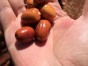 C Vitamini Deposu İğde Mevsimi Başladı