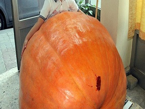 Dev bal kabağı yetiştirdi