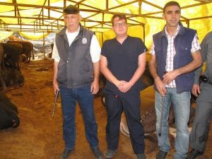 Kurban Pazarında Gebelik Testi