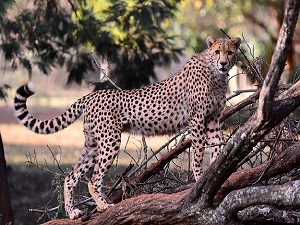 Gaziantep Hayvanat Bahçesi yeni "sakinlerini" bekliyor