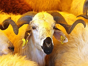 Online kurban alımı caiz midir?