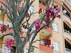 Meyve ağacı çiçek açtı