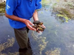 Doğu'da Akarsularda Kirlilik Araştırması