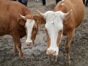 Kurbanlık bulmada sıkıntı yaşanmayacak