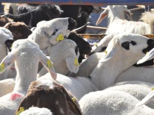 Kurban Atıklarına Dikkat