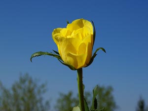 Kur'an okuyan portakal gibi, okumayan ise