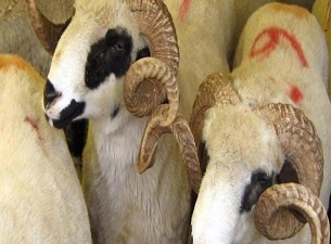 Edirne'de Kurban Kesim Yerleri Belirlendi