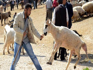 Üretici Kurbanlık Satışlarından Memnun