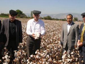 Pamuk Hasadı Başladı, Üretici Fiyattan Memnun Değil