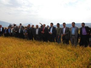 Güroymak'ta 74 Yıl Sonra Pirinç Hasadı