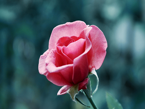 Kim, Arefe Günü dilini, kulağı ve gözünü haramdan korursa