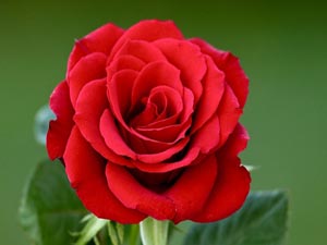 Allah katında günlerin en büyüğü kurbanın...