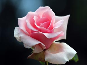 Kurban gününde bayram yapmakla emrolundum