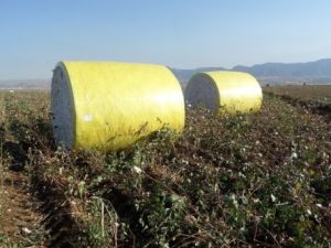 Pamuk Artık Son Teknoloji Ürünü Makine ile Toplanıyor